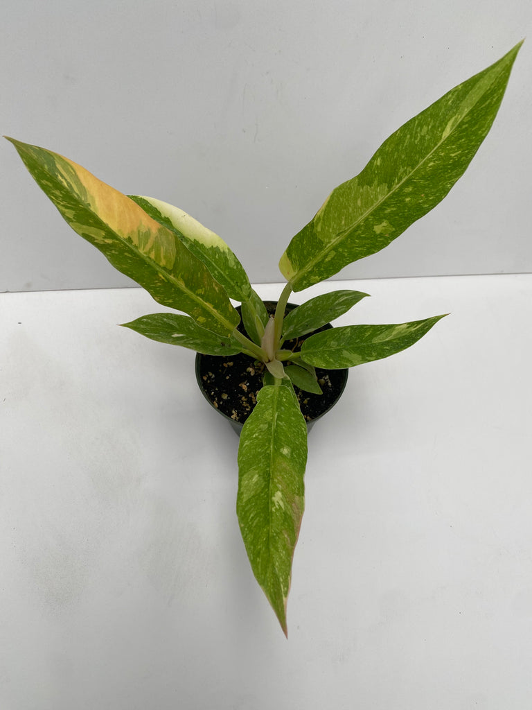 4" Philodendron Ring of Fire