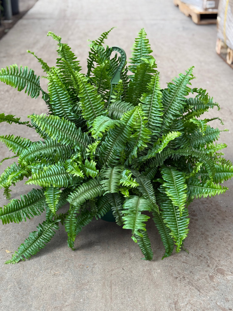 8" Fern, Jester Crown