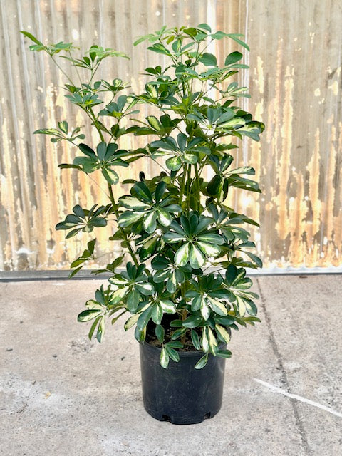 12" Schefflera Gold Capella