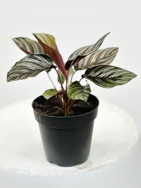 4" Calathea Ornata