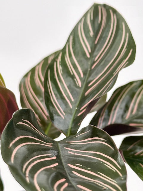 4" Calathea Ornata