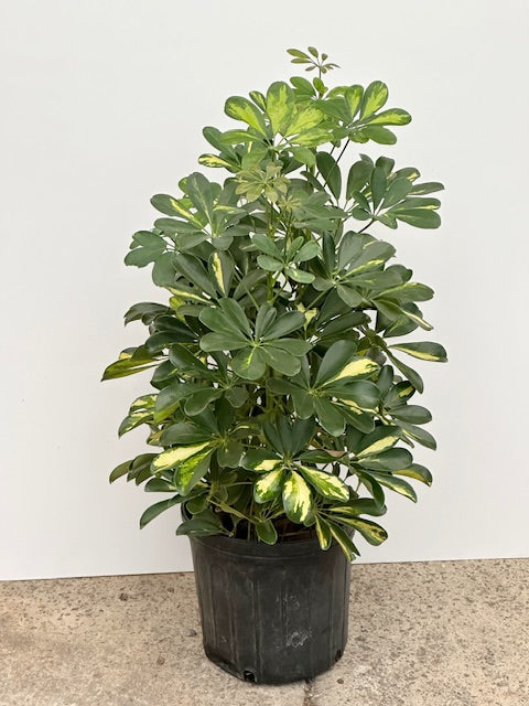 10" Schefflera Gold Capella