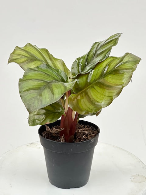 4" Calathea Fasciata