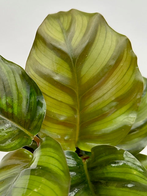 4" Calathea Fasciata