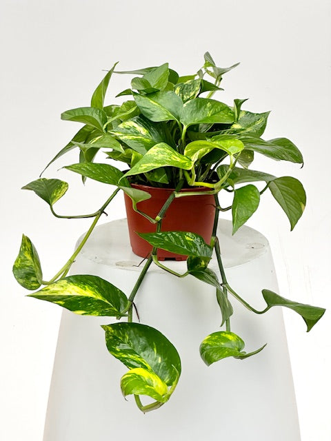 pathos house plant GOLDEN POTHOS (6in+) 6in