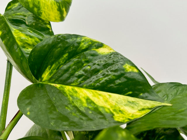 6" Pothos, Golden