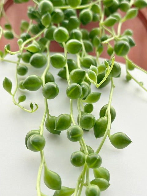 string of pearls succulent buy Senecio rowleyanus 'String of Pearls' (6")