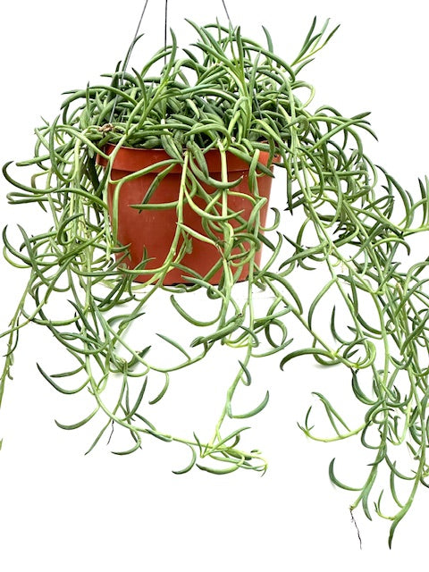 difference between banana succulent versue fish hooks 6" Senecio Fish Hooks – Plant Decor Shop