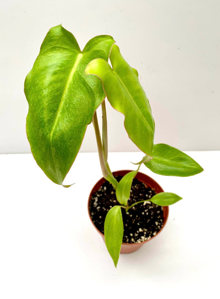 4" Philodendron Paraiso Verde