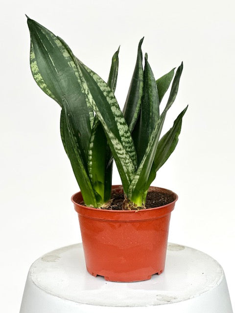 6" Sansevieria Whitney