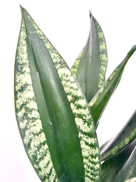 6" Sansevieria Whitney