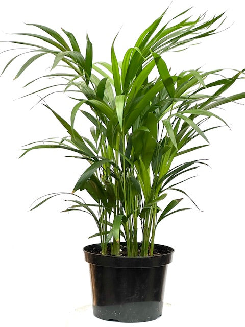 8" Areca Palm