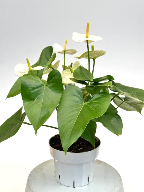 6" Anthurium, White