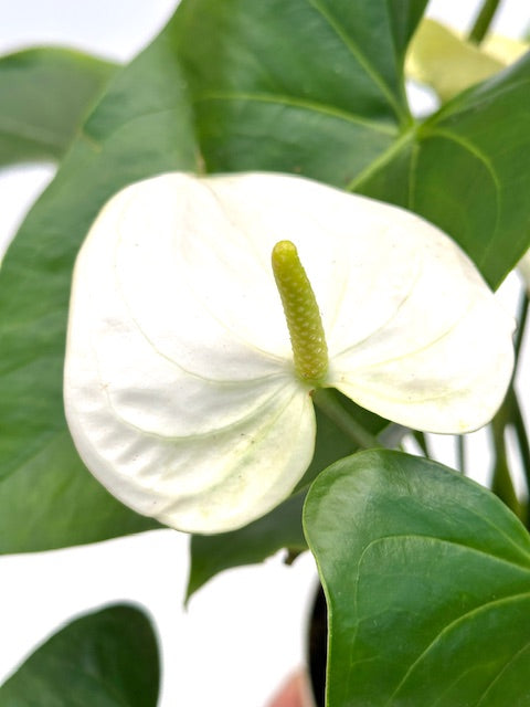 6" Anthurium, White