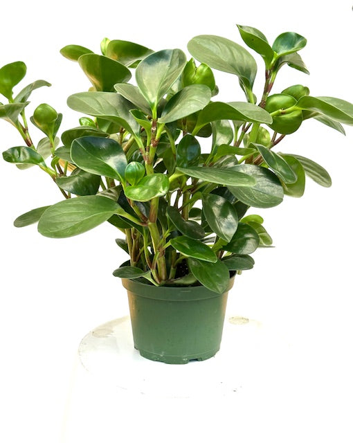 thailand indoor plants The Snobby Leaf | Peperomia Thailand - 6 inch Pot