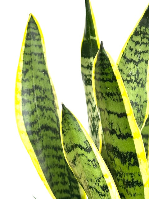 4" Sansevieria Laurentii