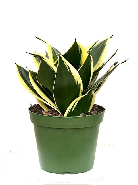 6" Sansevieria Black Star