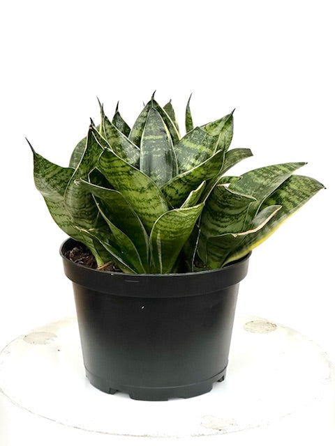 6" Sansevieria Forest Star