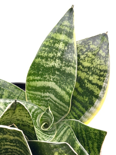snake plant forest star 6" Sansevieria Forest Star