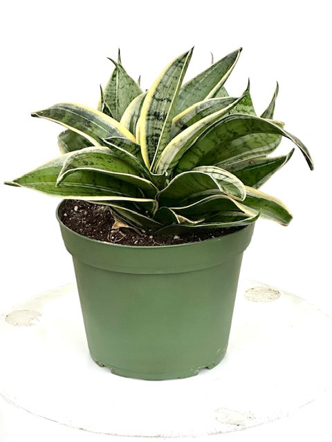 ocean star snake plant 6" Sansevieria Silver Star
