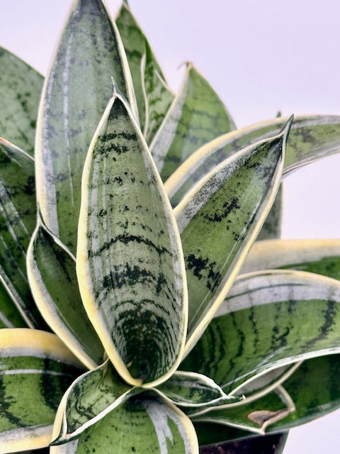 steel sansevieria 6" Sansevieria Silver Star