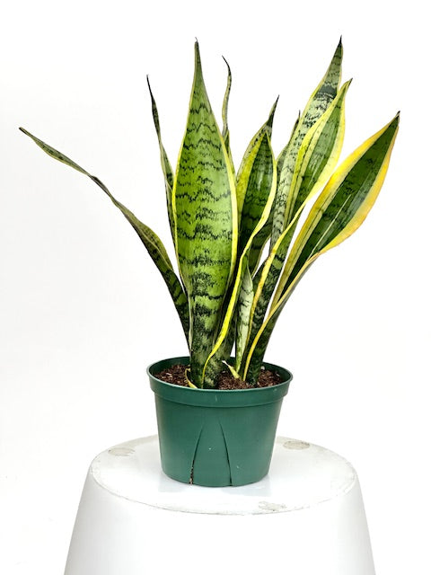 6" Sansevieria Laurentii