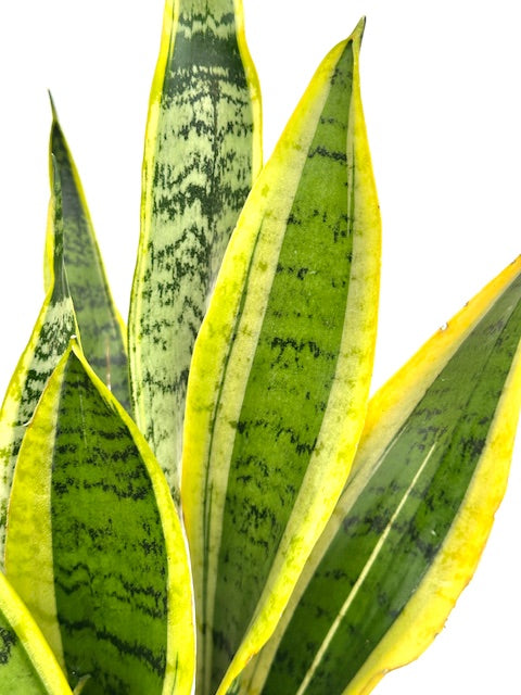 6" Sansevieria Laurentii