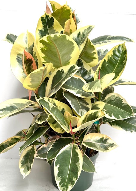 8" Ficus Decora Tineke