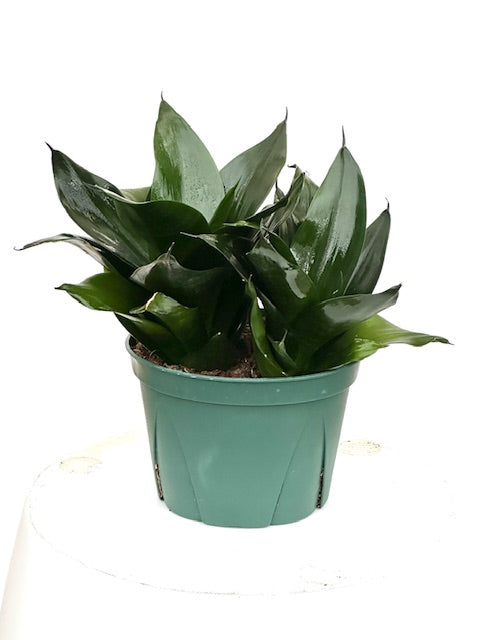 6" Sansevieria Jade Star