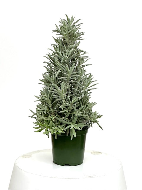 4" Lavender 'Holiday Tree'