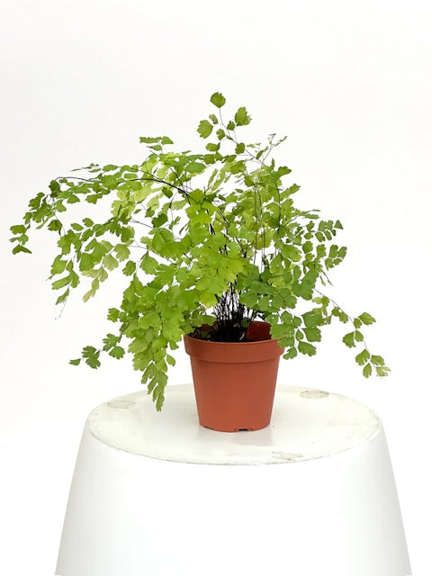4" Fern, Maidenhair