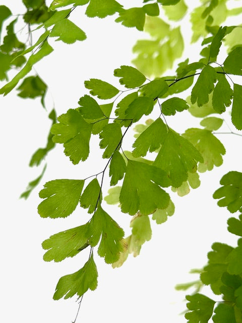 4" Fern, Maidenhair