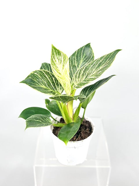 4" Philodendron Birkin