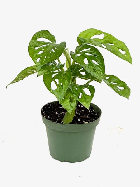 4" Monstera Adansonii 'Swiss Cheese'