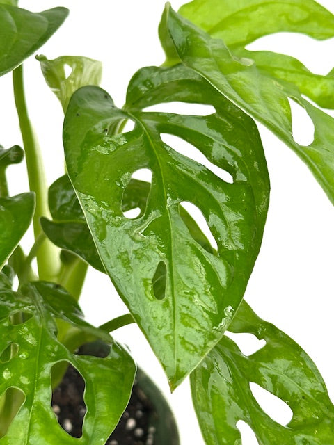 4" Monstera Adansonii 'Swiss Cheese'