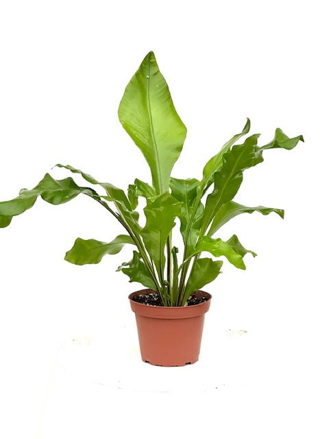 4" Fern, Birdsnest Nidus