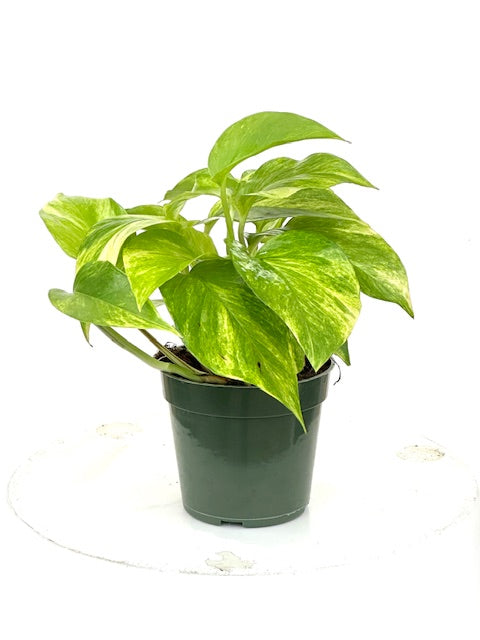 4" Pothos, Neon Queen