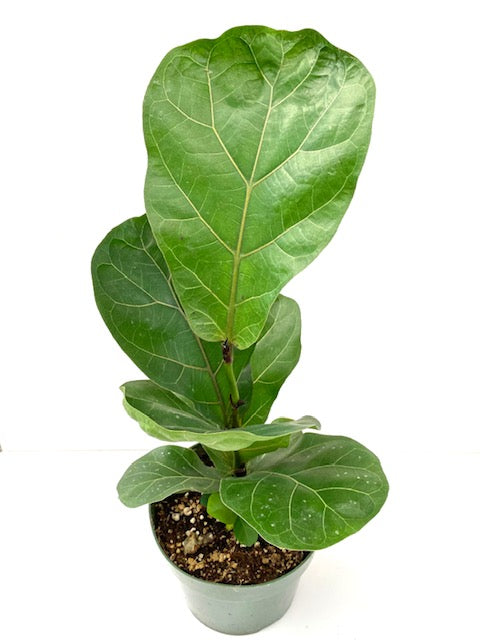 6" Ficus Lyrata, Bambino