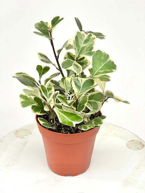 4" Ficus Triangularis, Variegated