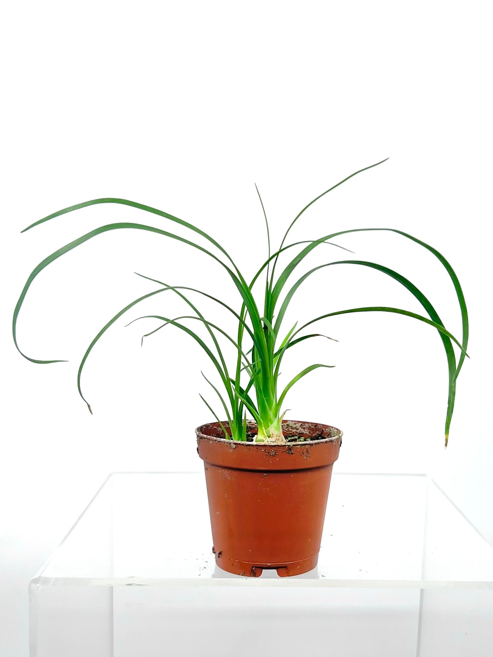 ponytail palm sprouts 2" Beaucarnea Recurvata, Multi – Plant Decor Shop