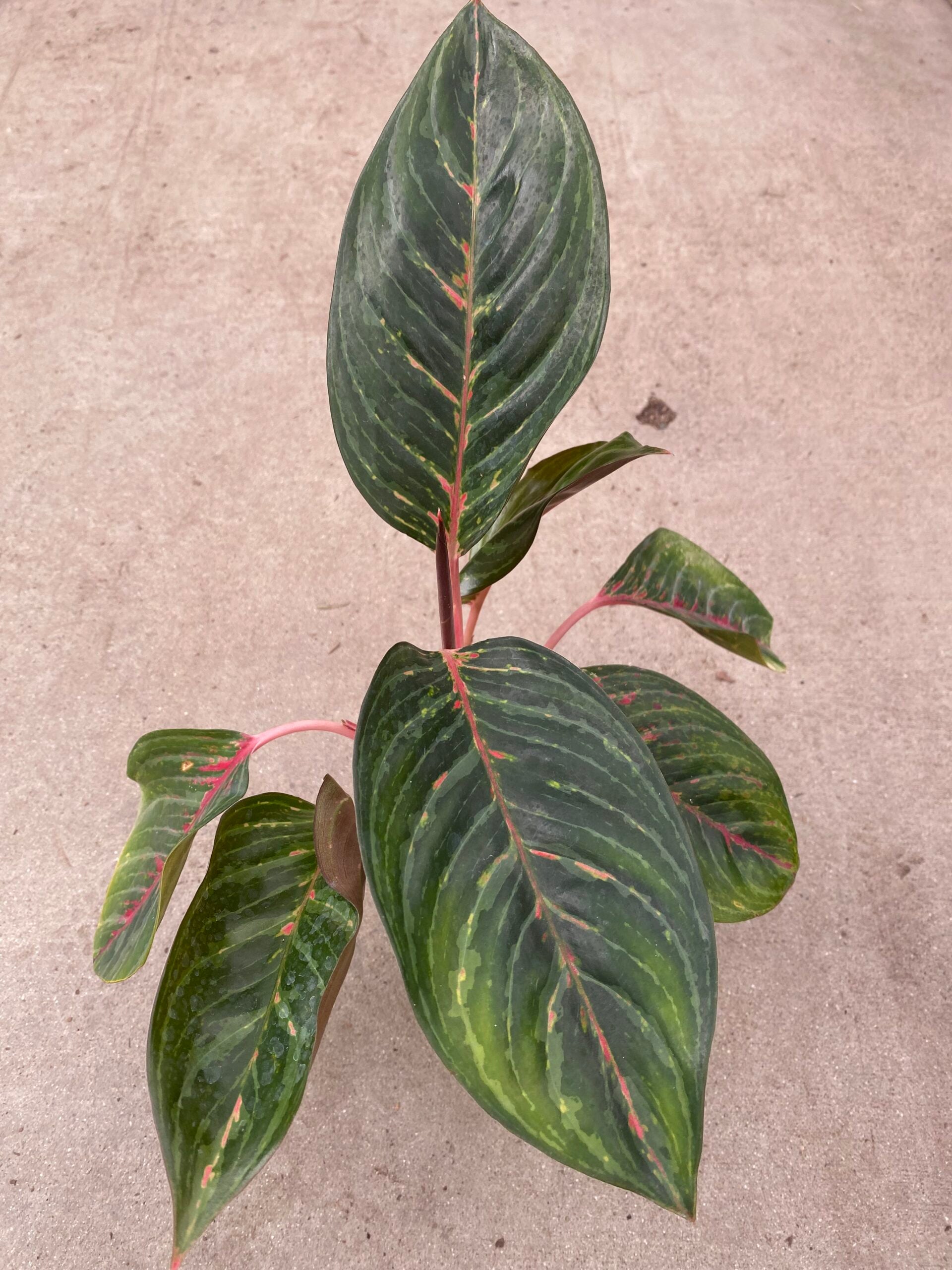 aglaonema garnet coltrane 4" Chinese Evergreen Garnet – Plant Decor Shop