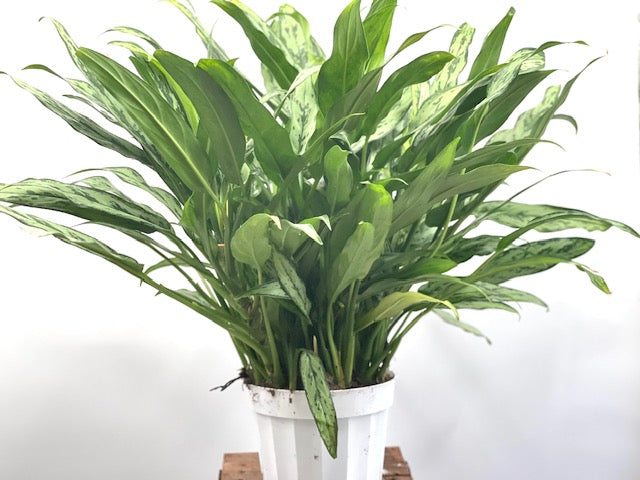 8" Chinese Evergreen Cutlass