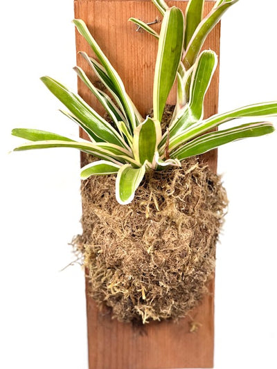 Can black rabbit's foot fern grow in a bowl of water with no soil