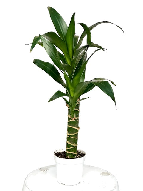 dracaena 植物 Dracaena Elegance Live Plant, 4" Pot