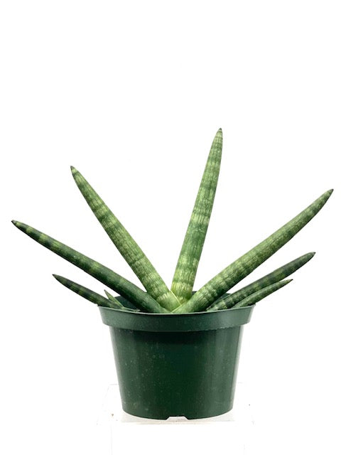 sansevieria mohawk Rare Starfish Snake Plant - Sanseveria - Almost Impossible to Kill