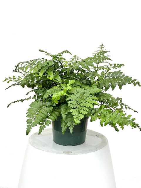 6" Fern, Austral Gem
