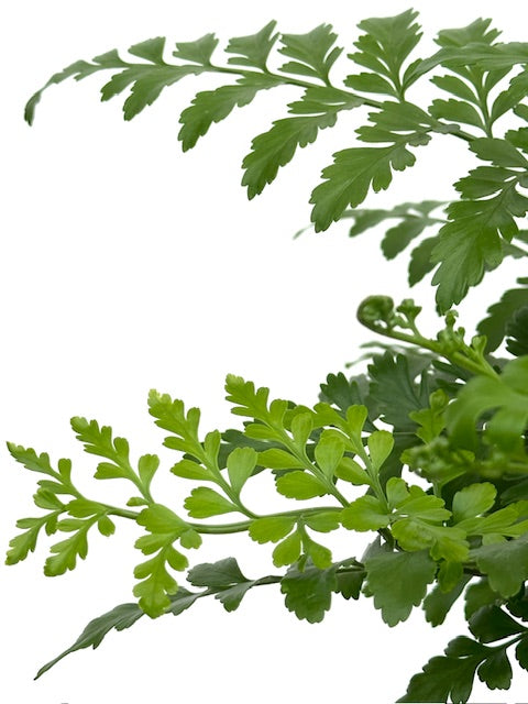 6" Fern, Austral Gem