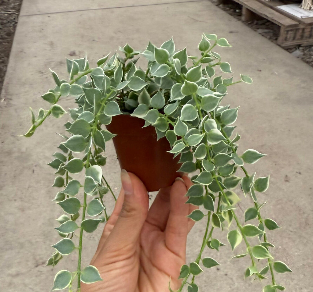 3" Dischidia 'Million Hearts variegated'