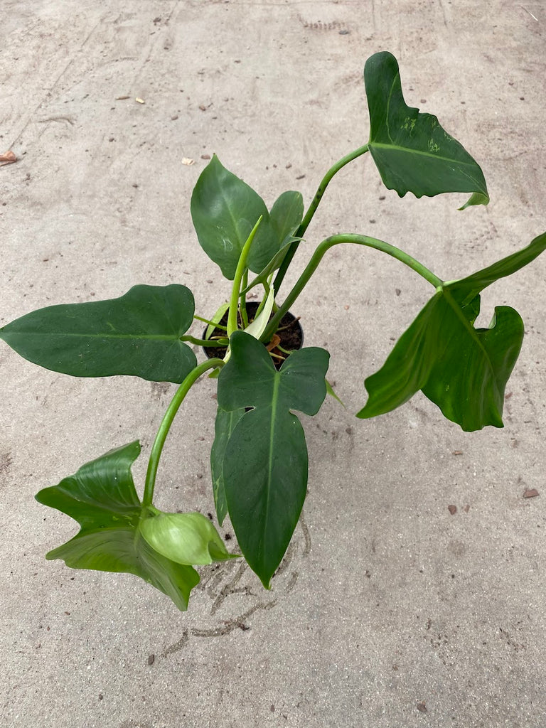 4" Philodendron Golden Dragon