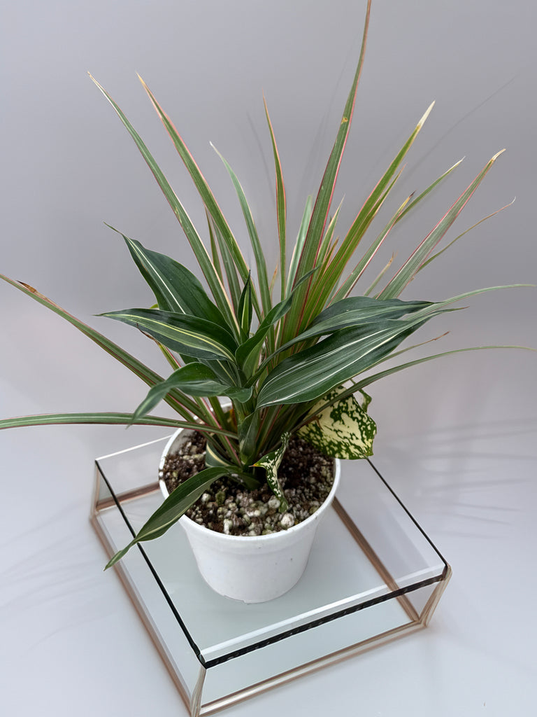 4" Dracaena Combo